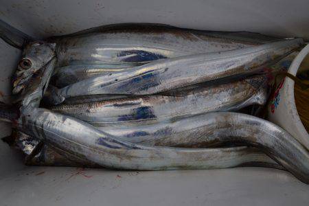 アジアマリンサービス 釣果