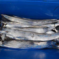 アジアマリンサービス 釣果