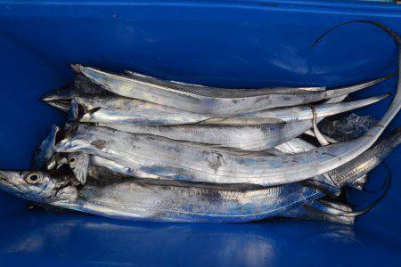 アジアマリンサービス 釣果