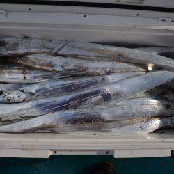 アジアマリンサービス 釣果