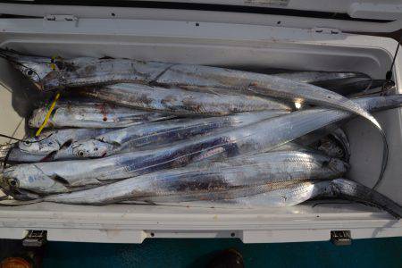 アジアマリンサービス 釣果