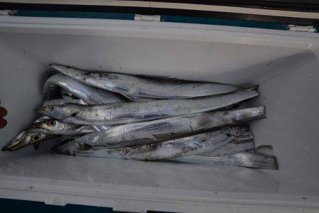 アジアマリンサービス 釣果