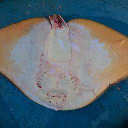 アジアマリンサービス 釣果