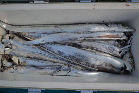 アジアマリンサービス 釣果