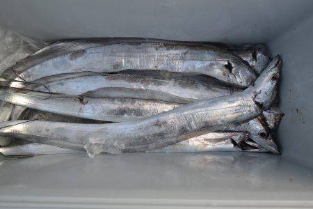 アジアマリンサービス 釣果