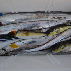 アジアマリンサービス 釣果