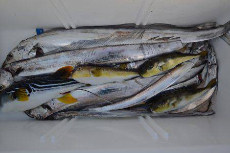 アジアマリンサービス 釣果