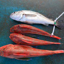 アジアマリンサービス 釣果