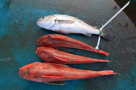 アジアマリンサービス 釣果