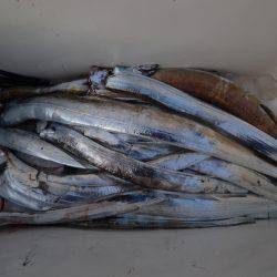 アジアマリンサービス 釣果