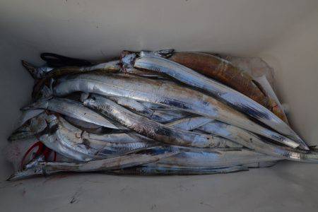 アジアマリンサービス 釣果