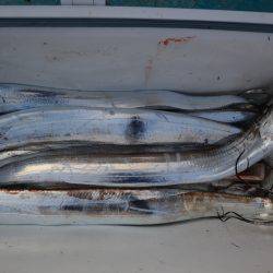 アジアマリンサービス 釣果