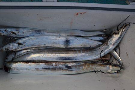 アジアマリンサービス 釣果