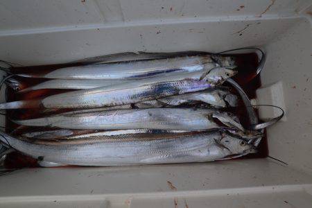 アジアマリンサービス 釣果