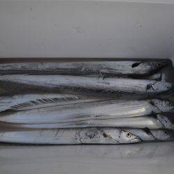 アジアマリンサービス 釣果