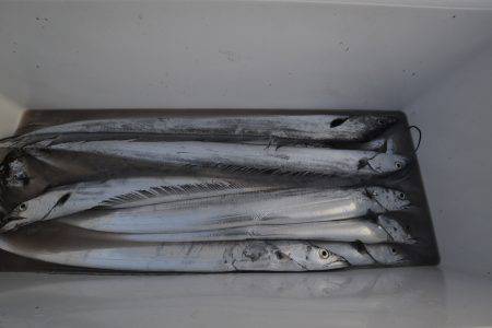 アジアマリンサービス 釣果