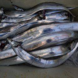 アジアマリンサービス 釣果