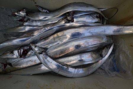 アジアマリンサービス 釣果