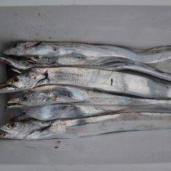 アジアマリンサービス 釣果