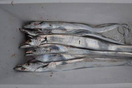 アジアマリンサービス 釣果