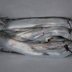 アジアマリンサービス 釣果