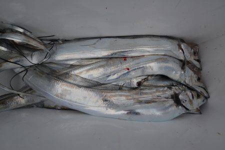 アジアマリンサービス 釣果