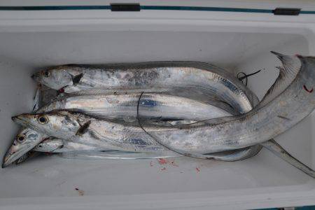 アジアマリンサービス 釣果