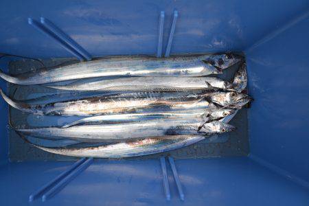 アジアマリンサービス 釣果