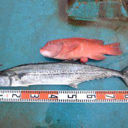 アジアマリンサービス 釣果