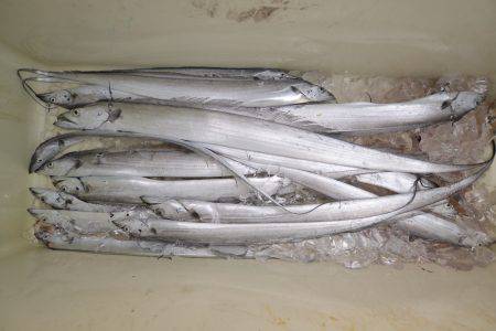 アジアマリンサービス 釣果