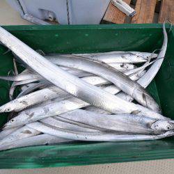 アジアマリンサービス 釣果