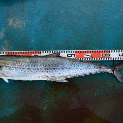 アジアマリンサービス 釣果