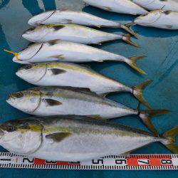 アジアマリンサービス 釣果