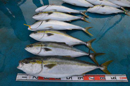 アジアマリンサービス 釣果