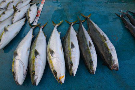 アジアマリンサービス 釣果