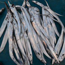 アジアマリンサービス 釣果