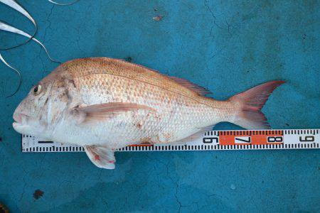 アジアマリンサービス 釣果