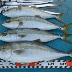 アジアマリンサービス 釣果