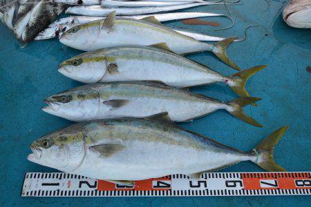 アジアマリンサービス 釣果