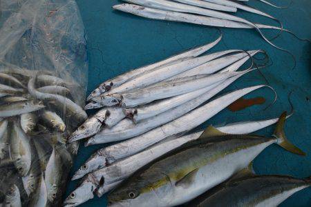 アジアマリンサービス 釣果