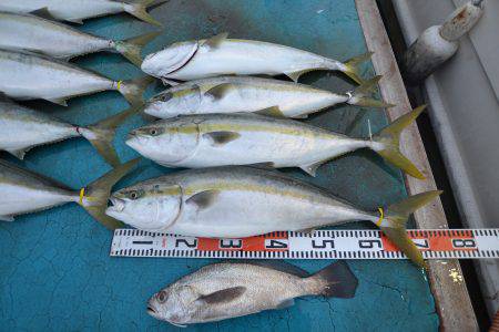 アジアマリンサービス 釣果