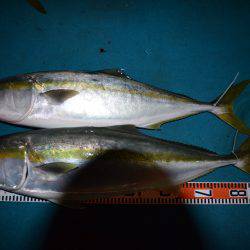 アジアマリンサービス 釣果