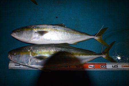 アジアマリンサービス 釣果