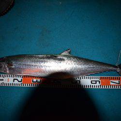 アジアマリンサービス 釣果