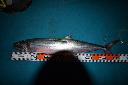 アジアマリンサービス 釣果