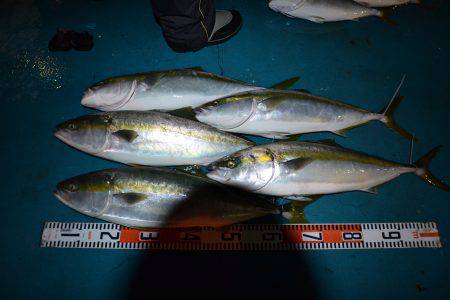 アジアマリンサービス 釣果