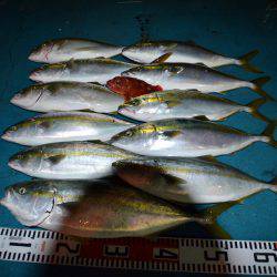 アジアマリンサービス 釣果