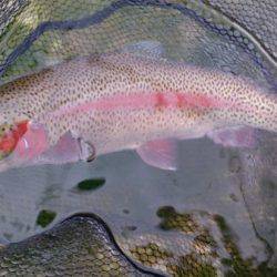 フィッシングエリア帝釈 釣果