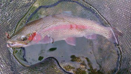 フィッシングエリア帝釈 釣果