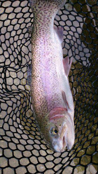 フィッシングエリア帝釈 釣果